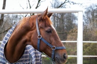 Horse Rug Online